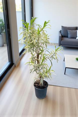 Dracaena Reflexa (Song of India) Bitkisi 130-150 Cm 