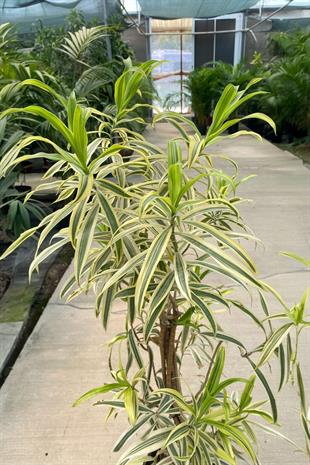 Dracaena Reflexa (Song of India) Bitkisi 130-150 Cm 
