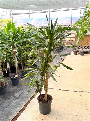 Dracaena Riki 3 Kök (120-130 cm) – Geniş Yapraklı Tropikal Gösteriş 🌿