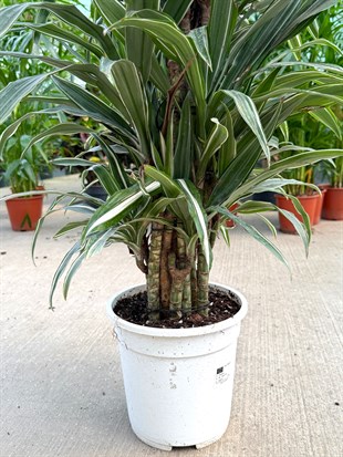 Dracaena Warneckii 14 Kök (100-120 cm) – Çizgili Yapraklarıyla Dolgun ve Havası Temiz 🌿
