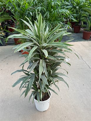 Dracaena Warneckii 14 Kök (100-120 cm) – Çizgili Yapraklarıyla Dolgun ve Havası Temiz 🌿