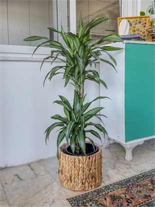 Dracaena Warneckii 2 Kök (80-100 cm) – Çizgili Yapraklarıyla Devasa Hacim 🌿
