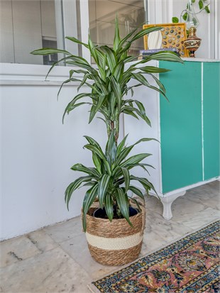 Dracaena Warneckii 2 Kök (80-100 cm) – Çizgili Yapraklarıyla Devasa Hacim 🌿