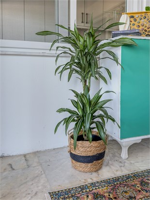 Dracaena Warneckii 2 Kök (80-100 cm) – Çizgili Yapraklarıyla Devasa Hacim 🌿