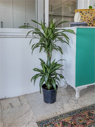 Dracaena Warneckii 2 Kök (80-100 cm) – Çizgili Yapraklarıyla Devasa Hacim 🌿