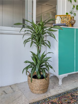 Dracaena Warneckii 2 Kök (80-100 cm) – Çizgili Yapraklarıyla Devasa Hacim 🌿