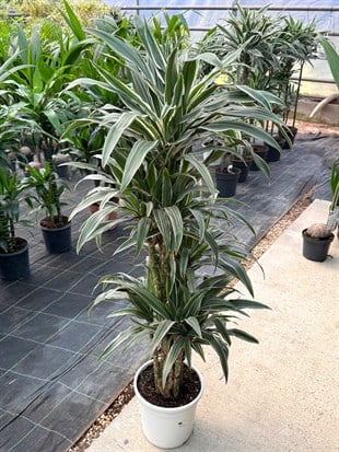 Dracaena Warneckii 8 Kök (120-130 cm) – Çizgili Yapraklarıyla Devasa Hacim 🌿