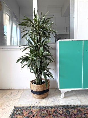 Dracaena Warneckii 8 Kök (120-130 cm) – Çizgili Yapraklarıyla Devasa Hacim 🌿