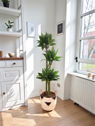 Draceana Compacta 3 Gövdeli XL 120-130 Cm 