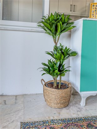 Draceana Compacta 3 Gövdeli XL 120-130 Cm 