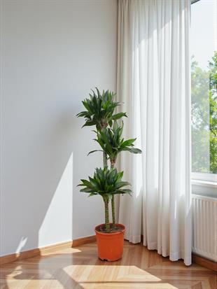 Draceana Compacta 3 Gövdeli XL 120-130 Cm 