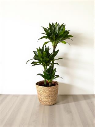 Draceana Compacta 3 Gövdeli XL 120-130 Cm 