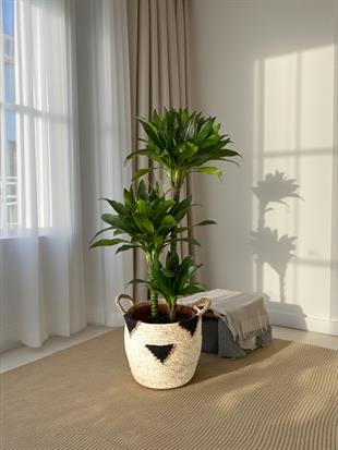 Draceana Compacta 3 Gövdeli XL 120-130 Cm 