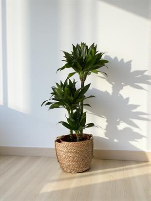 Draceana Compacta 3 Gövdeli XL 120-130 Cm 