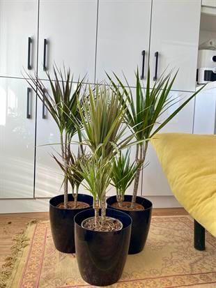 Dracaena Marginata Bitkisi 2 Gövdeli - 3 Renkli 80 - 100 Cm
