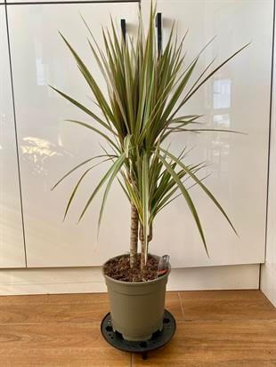 Dracaena Marginata Bitkisi 2 Gövdeli - 3 Renkli 80 - 100 Cm