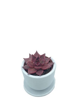 Echeveria Agavoides Romeo Çap 8.5