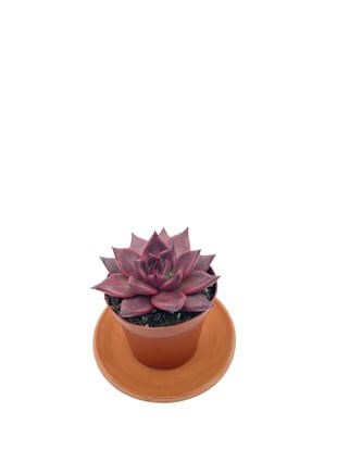 Echeveria Agavoides Romeo Çap 8.5