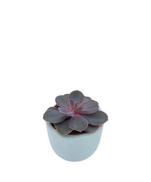 Echeveria Purple Pearl