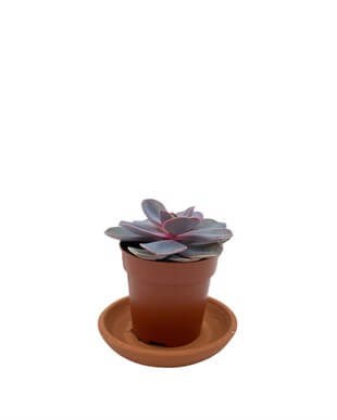 Echeveria Purple Pearl