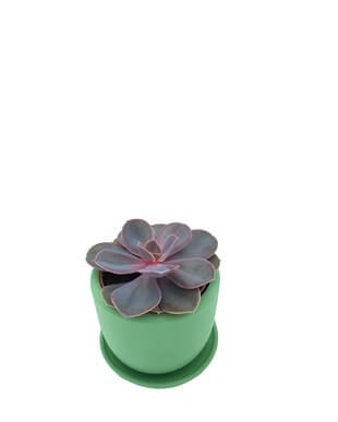 Echeveria Purple Pearl