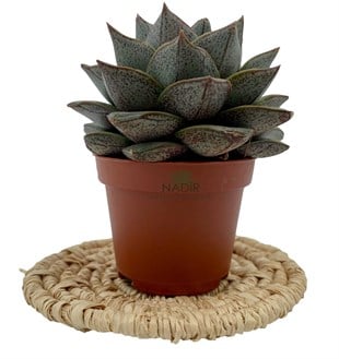 Echeveria Purpusorum