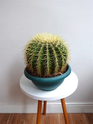 Echinocactus Grusonii Altın Fıçı Kaktüs Çap 25
