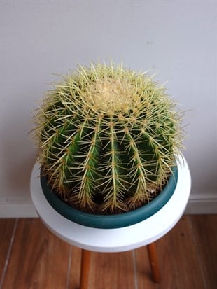 Echinocactus Grusonii Altın Fıçı Kaktüs Çap 25