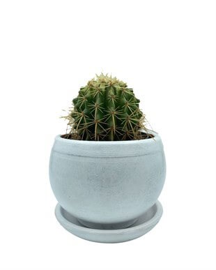 Echinocactus Grusonii Altın Fıçı Kaktüs Çap 12.5