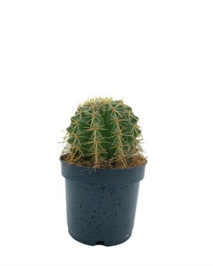 Echinocactus Grusonii Altın Fıçı Kaktüs Çap 12.5