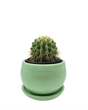 Echinocactus Grusonii Altın Fıçı Kaktüs Çap 12.5