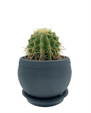 Echinocactus Grusonii Altın Fıçı Kaktüs Çap 12.5