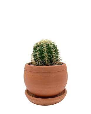 Echinocactus Grusonii Altın Fıçı Kaktüs Çap 12.5