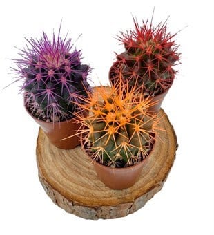 Renkli Kaktüs Echinocactus Grusonii 3lü Set