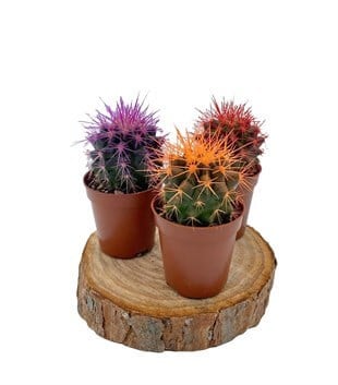 Renkli Kaktüs Echinocactus Grusonii 3lü Set