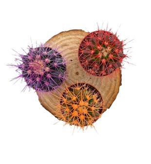 Renkli Kaktüs Echinocactus Grusonii 3lü Set