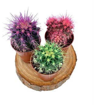 Renkli Kaktüs Echinocactus Grusonii 3lü Set