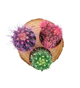 Renkli Kaktüs Echinocactus Grusonii 3lü Set