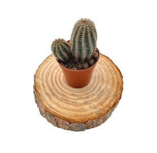 Echinocereus Pectinatus Kaktüs