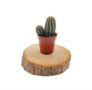 Echinocereus Pectinatus Kaktüs