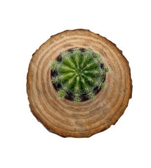 Echinopsis Eyriesii Kaktüs