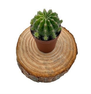 Echinopsis Eyriesii Kaktüs