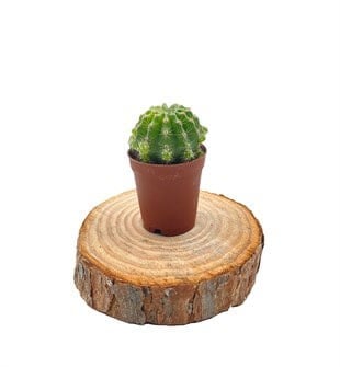 Echinopsis Eyriesii Kaktüs