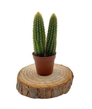 Espostoa Guentheri Kaktüs