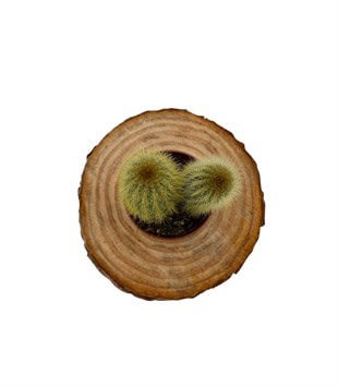 Espostoa Guentheri Kaktüs