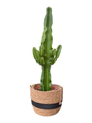 Euphorbia Eritrea Candelabrum Dev Kaktüs 