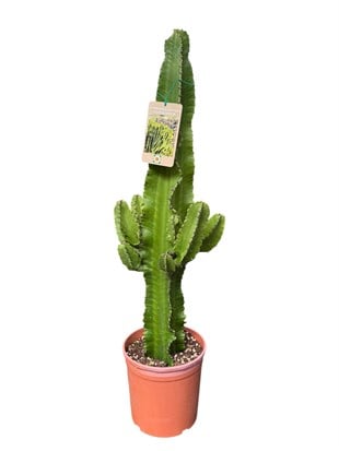 Euphorbia Eritrea Candelabrum Dev Kaktüs 