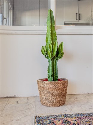 Euphorbia Eritrea Candelabrum Dev Kaktüs 
