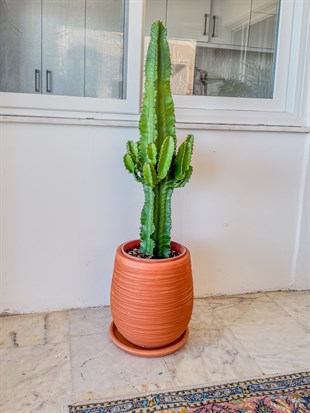 Euphorbia Eritrea Candelabrum Dev Kaktüs 