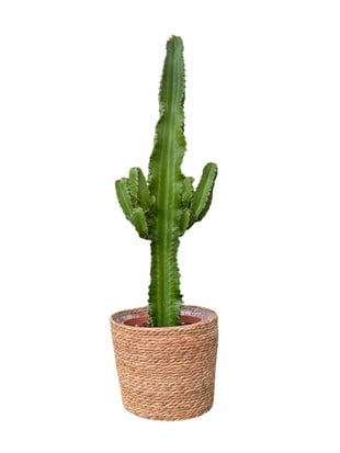 Euphorbia Eritrea Candelabrum Dev Kaktüs 